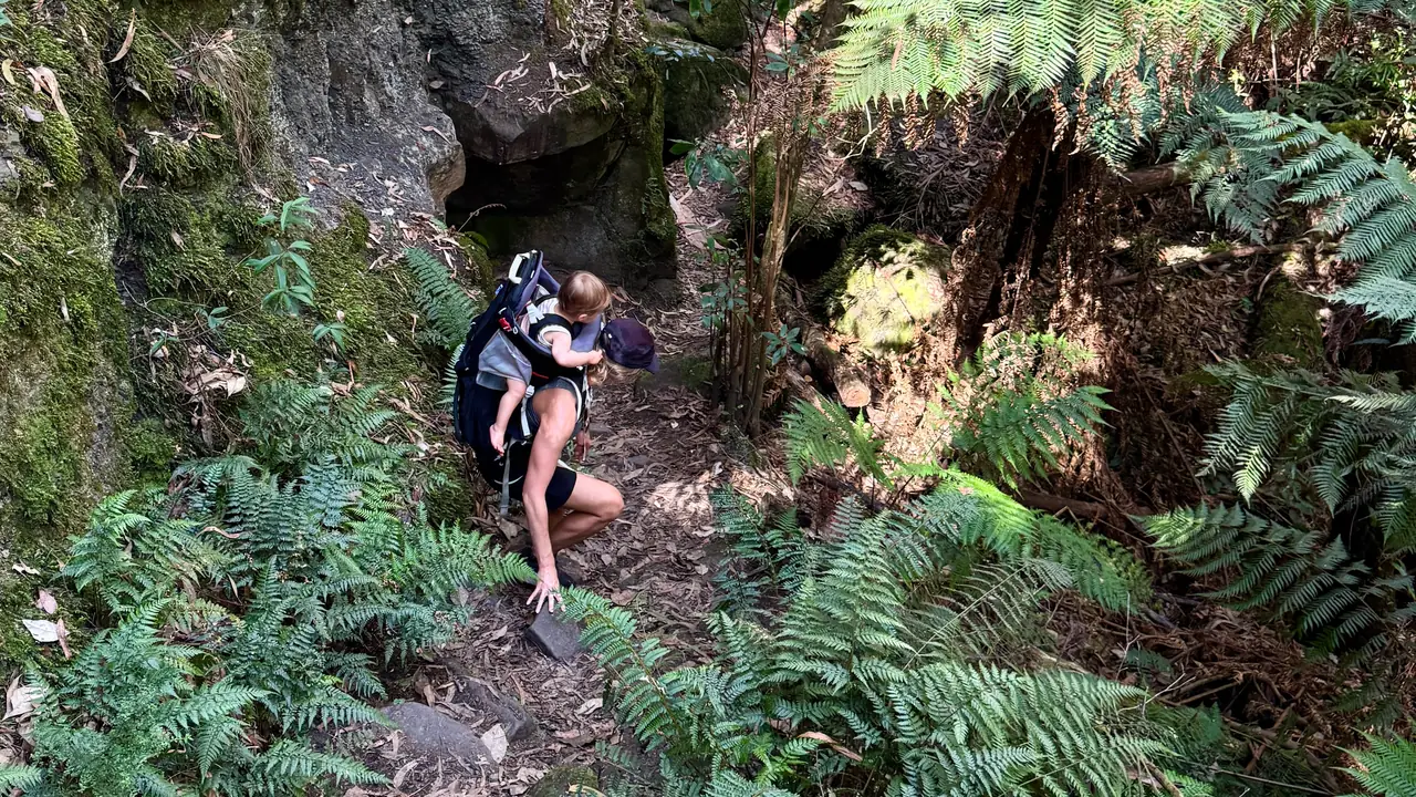 A parent carrying their baby in a hiking backpack carrier picks their way down a mossy, fern-lined forest trail